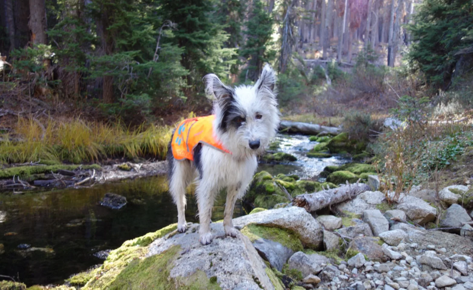 Dog wearing an orange vest while standing on a rock in a forest